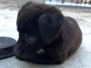 Cachorro raça SRD-ViraLata idade Abaixo de 2 meses nome Sem nome