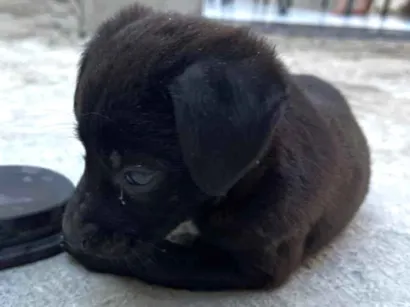 Cachorro raça SRD-ViraLata idade Abaixo de 2 meses nome Sem nome