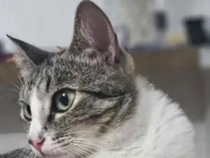 Gato raça SRD-ViraLata idade 2 anos nome melissa