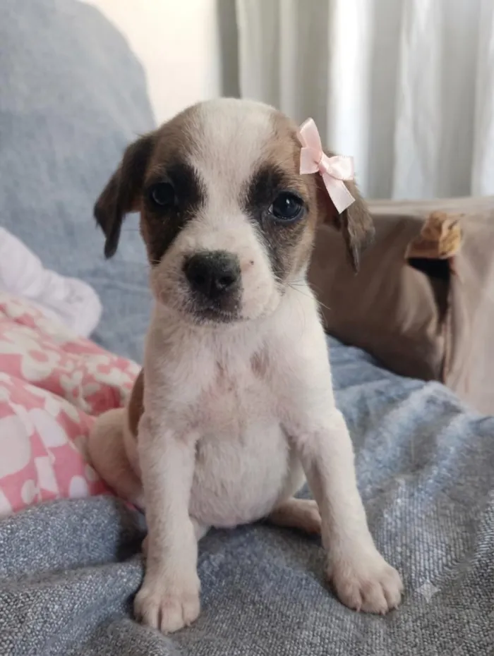 Cachorro raça SRD-ViraLata idade 2 a 6 meses nome Jujuba