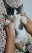 Panda.