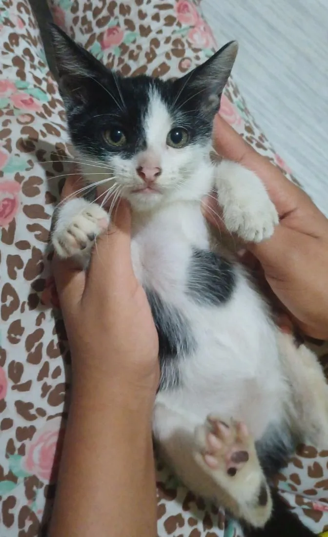 Gato raça SRD-ViraLata idade 2 a 6 meses nome Panda.