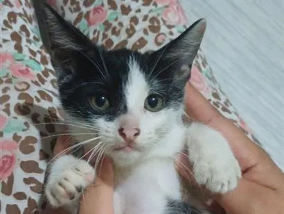 Gato raça SRD-ViraLata idade 2 a 6 meses nome Panda.