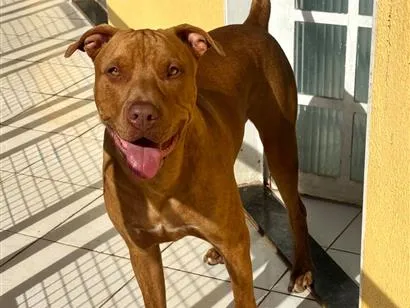 Cachorro raça Pit-Bull idade 7 a 11 meses nome Horus 