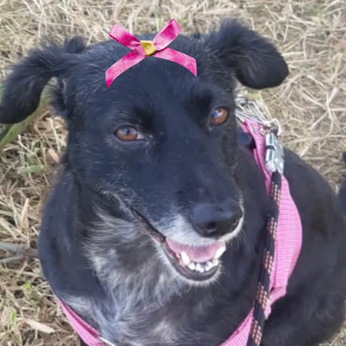 Cachorro raça SRD-ViraLata idade 3 anos nome Cacau