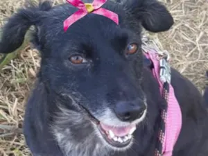 Cachorro raça SRD-ViraLata idade 3 anos nome Cacau