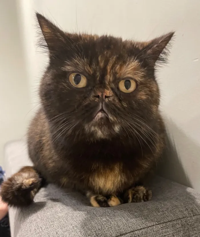 Gato raça Persa idade 6 ou mais anos nome Spoof Mel