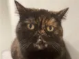 Spoof Mel