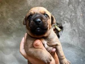 Cachorro raça SRD-ViraLata idade Abaixo de 2 meses nome Thor