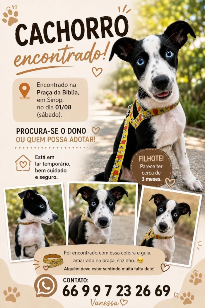 Cachorro raça SRD-ViraLata idade 2 a 6 meses nome Não há 