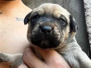 Cachorro raça SRD-ViraLata idade Abaixo de 2 meses nome Zeus