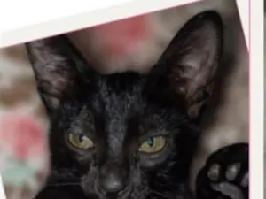Gato raça SRD-ViraLata idade 2 a 6 meses nome Esmeralda