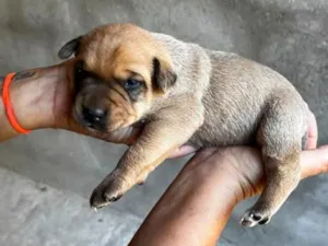 Cachorro raça SRD-ViraLata idade Abaixo de 2 meses nome Bob