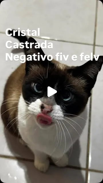 Gato raça SRD-ViraLata idade 2 anos nome Cristal