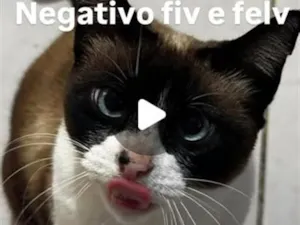 Gato raça SRD-ViraLata idade 2 anos nome Cristal