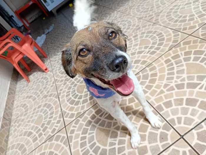Cachorro raça SRD-ViraLata idade 3 anos nome tiq