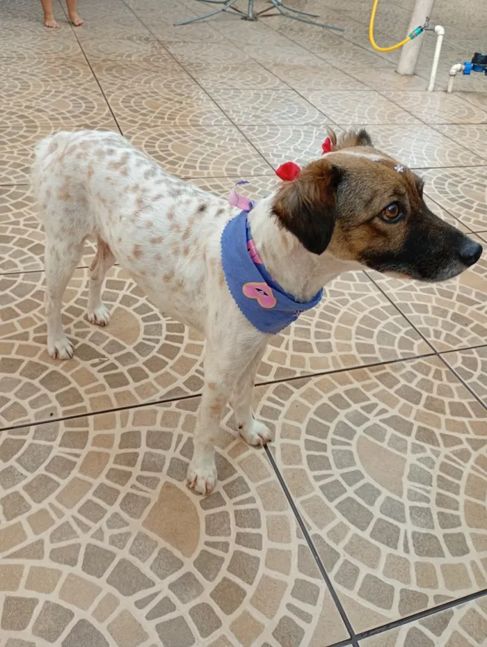 Cachorro raça SRD-ViraLata idade 3 anos nome tiq