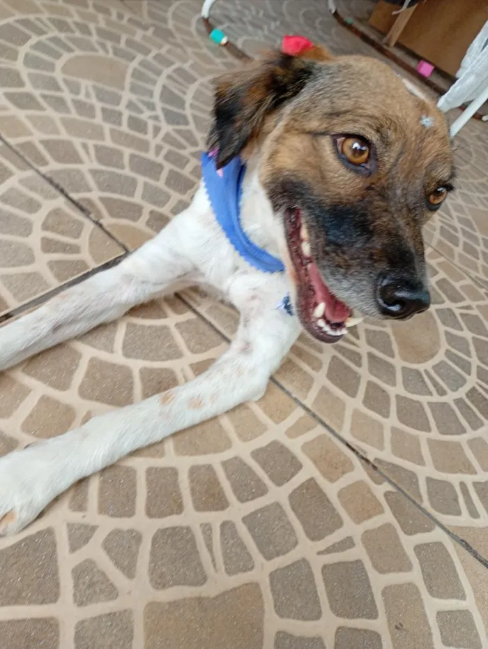 Cachorro raça SRD-ViraLata idade 3 anos nome tiq