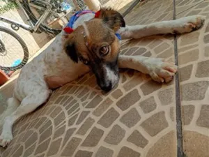 Cachorro raça SRD-ViraLata idade 3 anos nome tiq
