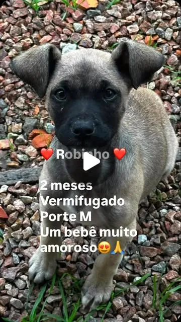 Cachorro raça SRD-ViraLata idade 2 a 6 meses nome Robinho