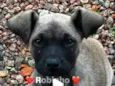 Robinho
