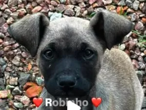 Cachorro raça SRD-ViraLata idade 2 a 6 meses nome Robinho