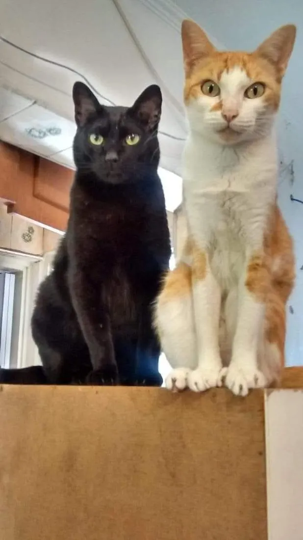 Gato raça SRD-ViraLata idade 2 anos nome Nikita