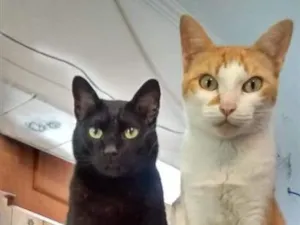 Gato raça SRD-ViraLata idade 2 anos nome Nikita