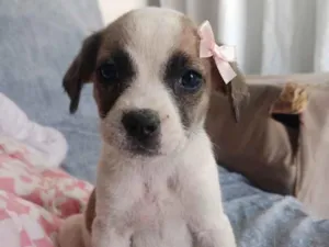 Cachorro raça SRD-ViraLata idade 2 a 6 meses nome Jujuba