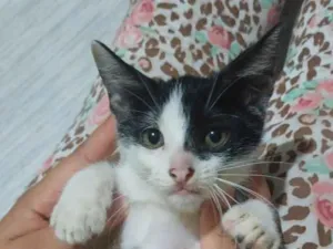 Gato raça SRD-ViraLata idade 2 a 6 meses nome Panda.