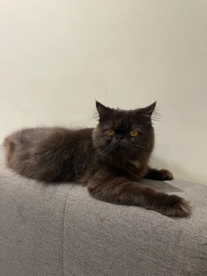 Gato raça Persa idade 7 a 11 meses nome Mazal