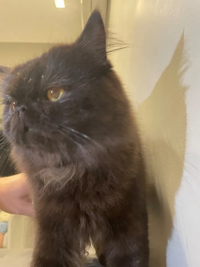 Gato raça Persa idade 7 a 11 meses nome Mazal