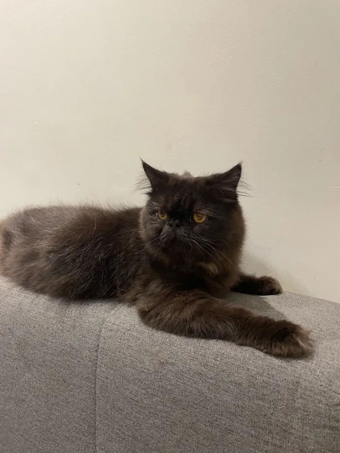 Gato raça Persa idade 7 a 11 meses nome Mazal