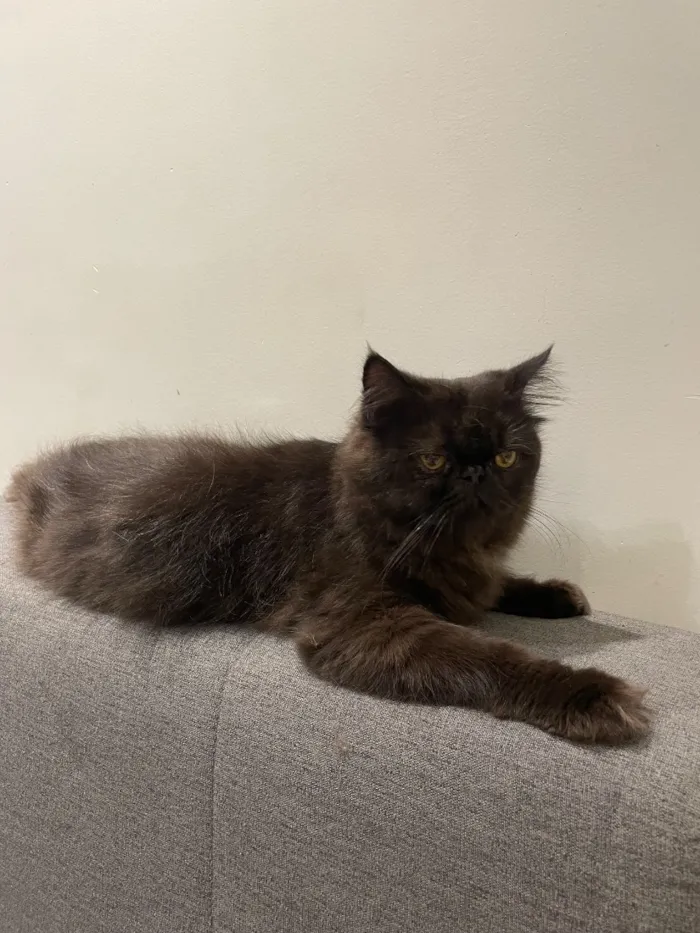 Gato raça Persa idade 7 a 11 meses nome Mazal