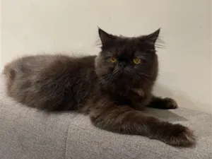 Gato raça Persa idade 7 a 11 meses nome Mazal