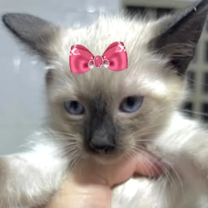 Gato raça Siamês idade 2 a 6 meses nome Júlia
