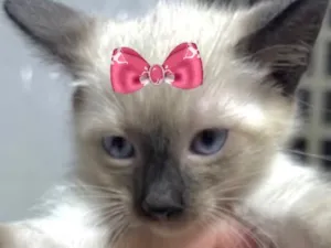 Gato raça Siamês idade 2 a 6 meses nome Júlia