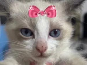 Gato raça SRD-ViraLata idade 2 a 6 meses nome Jade
