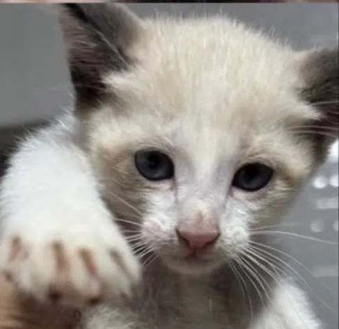 Gato raça SRD-ViraLata idade 2 a 6 meses nome Leo