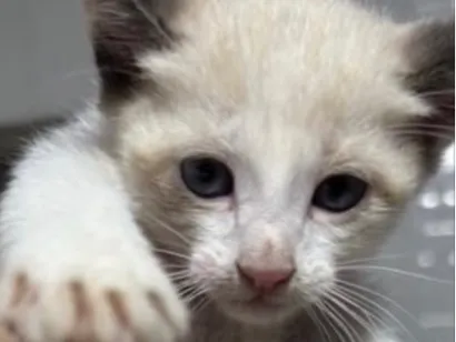Gato raça SRD-ViraLata idade 2 a 6 meses nome Leo