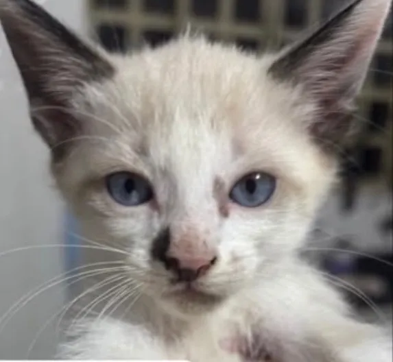 Gato raça Siamês idade 2 a 6 meses nome Teo