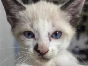 Gato raça Siamês idade 2 a 6 meses nome Teo