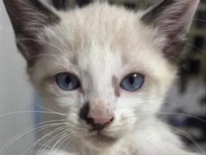 Gato raça Siamês idade 2 a 6 meses nome Teo