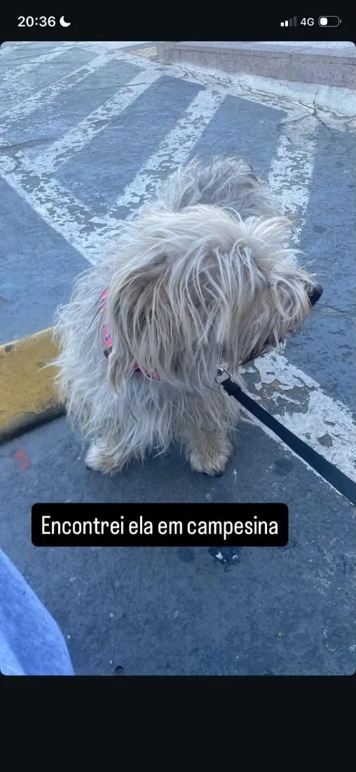 Cachorro raça SRD-ViraLata idade 4 anos nome Bella 