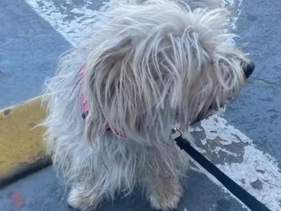 Cachorro raça SRD-ViraLata idade 4 anos nome Bella 