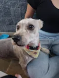 Bella 