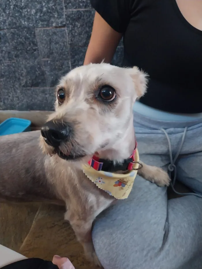 Cachorro raça SRD-ViraLata idade 4 anos nome Bella 