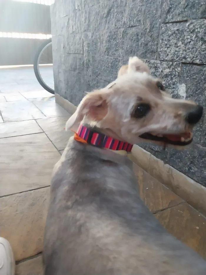 Cachorro raça SRD-ViraLata idade 4 anos nome Bella 