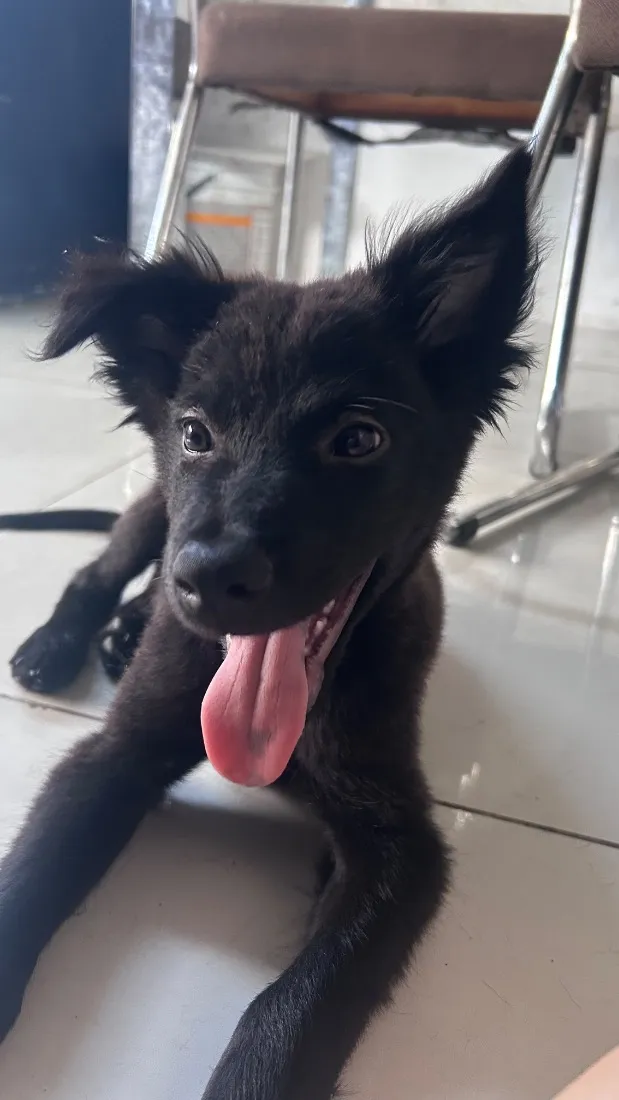Cachorro raça SRD-ViraLata idade 7 a 11 meses nome Coutinho