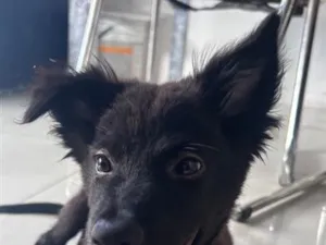 Cachorro raça SRD-ViraLata idade 7 a 11 meses nome Coutinho